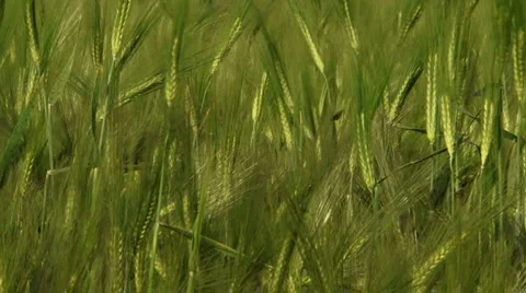 Green wheat Stock Footage 5533709