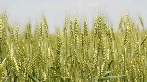Green wheat Stock Footage 21438678