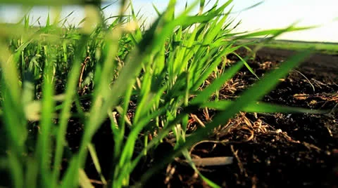 Green wheat Stock Footage 24036710