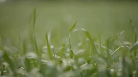 Green wheat Stock Footage 25532295