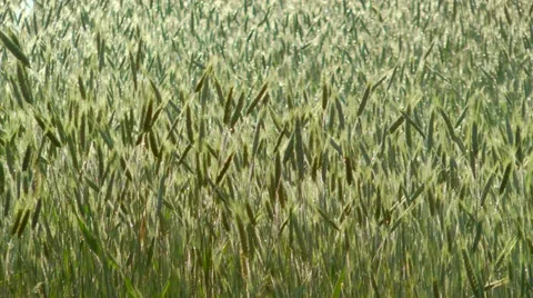 Green Wheat 스톡 동영상 31889973