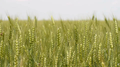 Green wheat Stock Footage 32875055