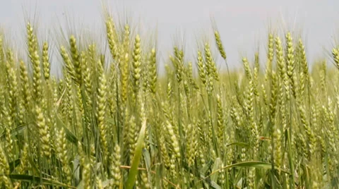 Green wheat Video stock 34276675
