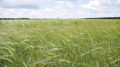 Green wheat Video stock 46006769