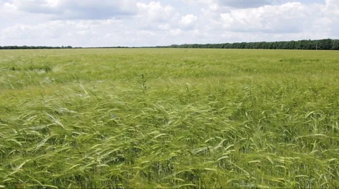 Green wheat Video stock 46007169