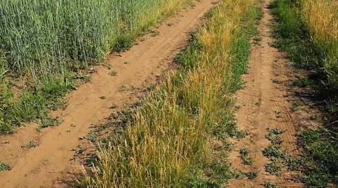 Green Wheat Video stock 61580664