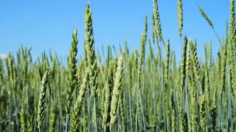 Green Wheat Stock Footage 61582814