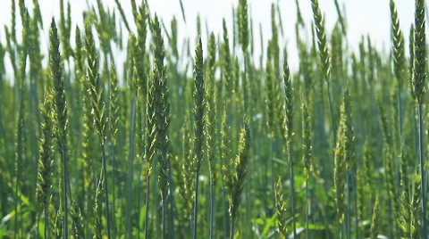 Green Wheat Stock Footage 61583923