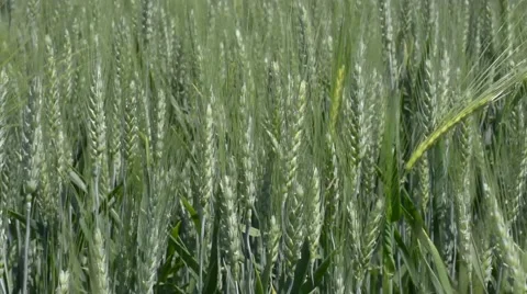Green Wheat Stock Footage