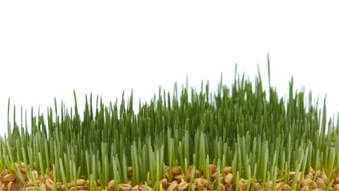 Green wheat 스톡 동영상 86662784