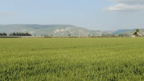 Green wheat Stock Footage 127476889