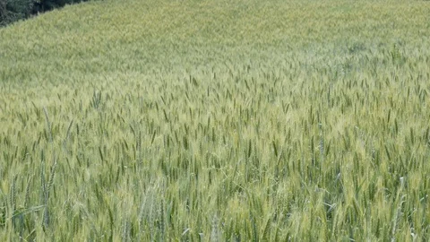 Green wheat Stock Footage 129014687