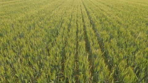 Green wheat Stock Footage 131849730