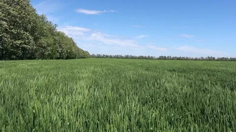 Green wheat Stock Footage 196269496