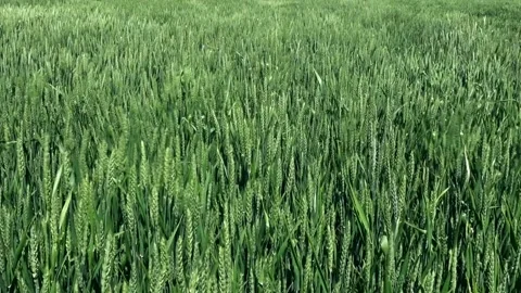 Green wheat Stock Footage 196269510