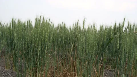 Green Wheat Stock Footage 198625537