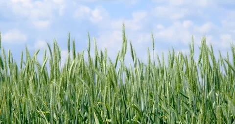 Green wheat Stock Footage 242847838