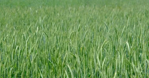 Green wheat Stock Footage 242847843