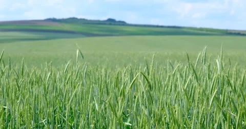 Green wheat Stock Footage 242847870