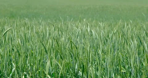 Green wheat Stock Footage 242847877