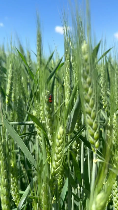 Green wheat Stock Footage 338037228