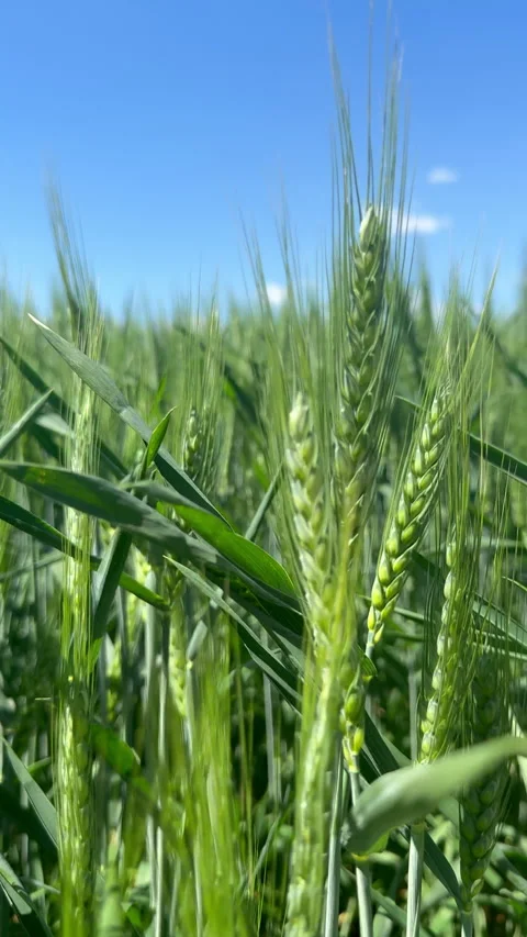 Green wheat Stock Footage 338261498