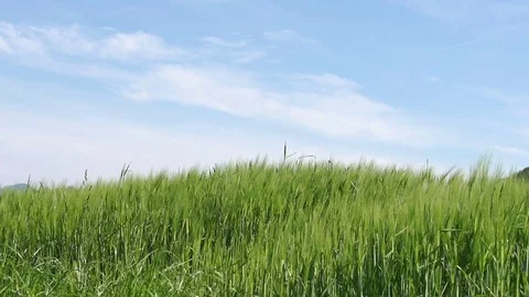 Green wheat getting gently cradled by light breeze Vídeo Stock 85068823