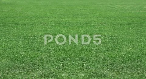 Green Wheat On A Grain Field Grass Texture Background