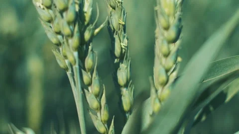 Green Wheat grain Stock Footage 246259594