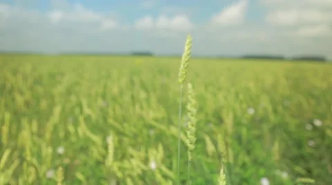 Green wheat grains waving in wind Stock Footage 48764639