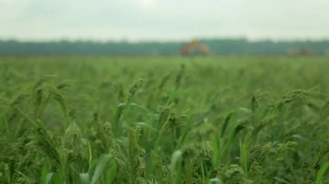 Green wheat grains waving in wind Stock Footage 48767556