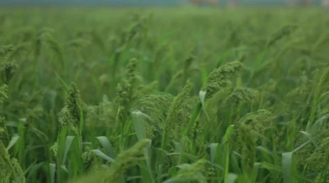 Green wheat grains waving in wind Stock Footage 48767680