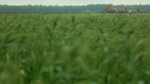 Green wheat grains waving in wind Stock Footage 48767697