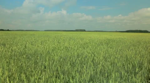 Green wheat grains waving in wind Stock Footage 48767738