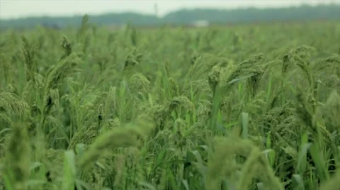 Green wheat grains waving in wind Stock Footage 48767874