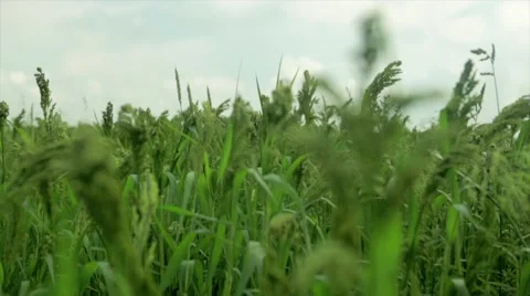 Green wheat grains waving in wind Stock Footage 48767930