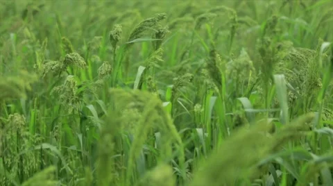 Green wheat grains waving in wind Stock Footage 48768060