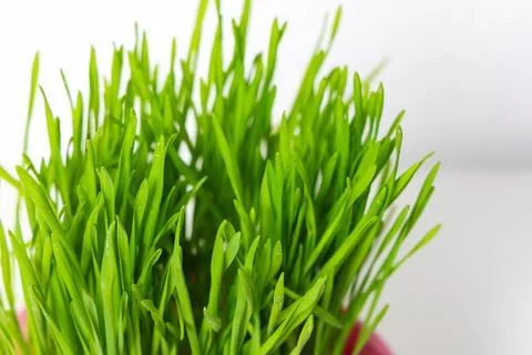 Green wheat grass easter decoration symbol of spring. Stock Photos