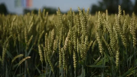 Green wheat growing on field. Young ripe ears swaying on the wind. Stock Footage 263673038