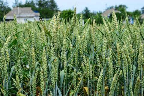 Green wheat growing Stock Photos