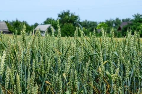 Green wheat growing Stock Photos