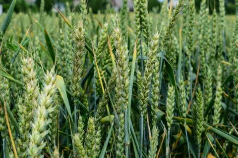 Green wheat growing Stock-Fotos