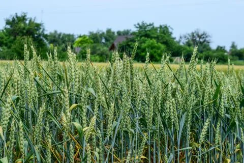 Green wheat growing Stock Photos