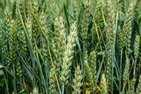 Green wheat growing Stock Photos