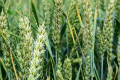 Green wheat growing Stock Photos