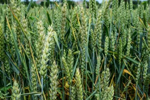 Green wheat growing Stock Photos