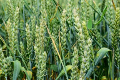 Green wheat growing Stock Photos