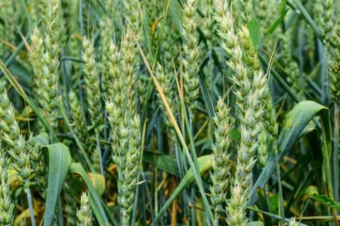 Green wheat growing Stock Photos