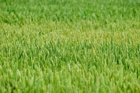 Green wheat growing Stock Photos