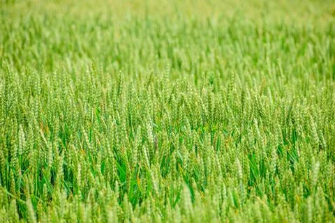 Green wheat growing Stock Photos